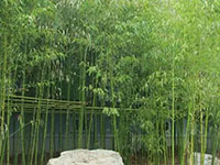 竹子的栽种方法与注意事项