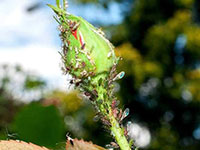 蚜虫--一个极易消除又烦人的虫害